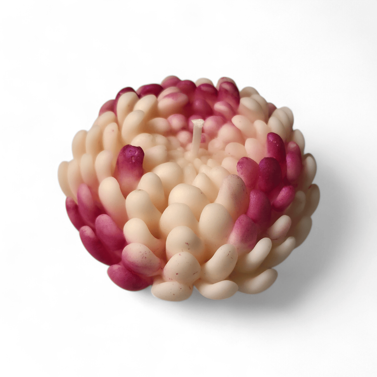 Chrysanthemum flower